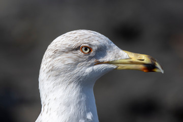 Wings and feathers on the coast of atlanic ocean