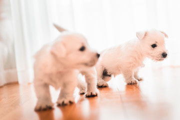Two playful fluffy west terriers on the floor