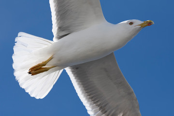 Wings and feathers on the coast of atlanic ocean