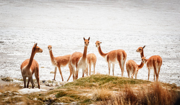 Group of vicunas (Vicugna vicugna) in the Salar de Surire, Isluga Volcano National Park located more than 4500 meters, in the region of Arica and Parinacota, Chile