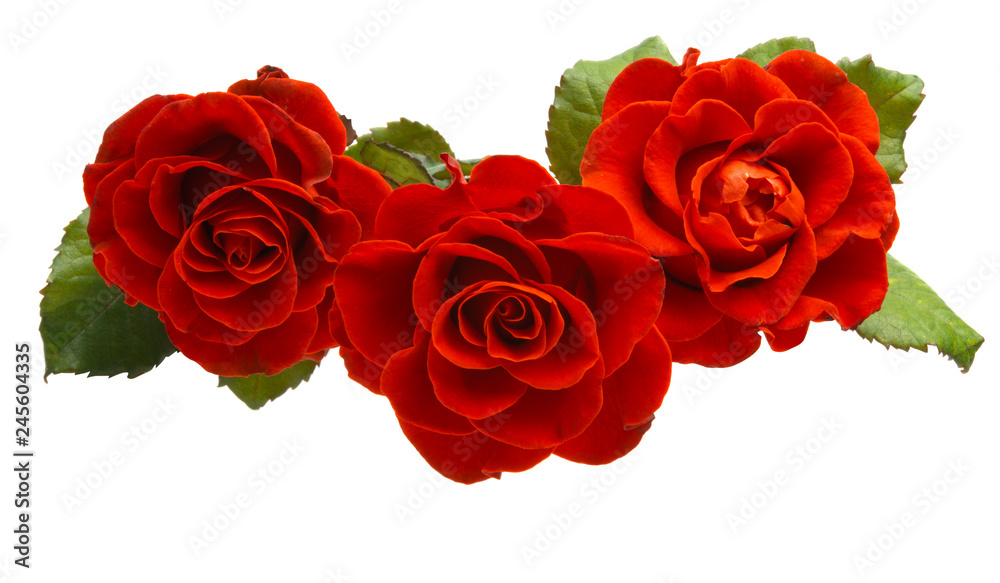 Wall mural red rose isolated