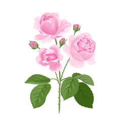Naklejka premium Pink rose flowers isolated on white background. Rose Odorata with buds and green leaves. Greeting card. Vector floral illustration in cartoon flat style.