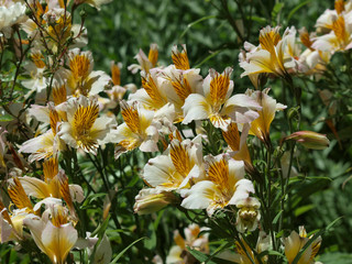 alstroemeria aurea - Lys des Incas ou lys du Pérou aux pétales blanches tachées de jaune orange striées de rouge