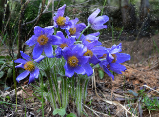 beautiful Botanical background of green and red leaf under the rain drops