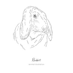 Vector portrait illustration of rabbit farm animal. Hand drawn ink realistic sketching isolated on white. Perfect for agriculture farm logo branding design.