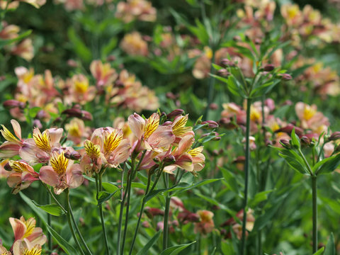 alstroemeria 'indian summer' - Lys des incas aux p&eacute;tales flamboyants de couleur jaune,  orang&eacute;,  et rouge stri&eacute;s de brun