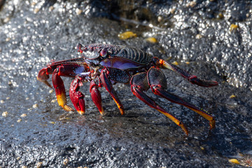 beautiful colorful crabs