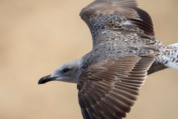 Wings and feathers on the coast of atlanic ocean