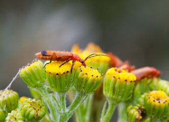 Red soldier beetles, covered with dew drops, feeding on Ragwort flowers
