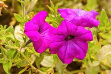 Petunia flower landscape