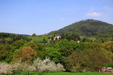 Fototapeta na wymiar Apfelblüte, Blüte im öffentlichen Obstgut Baden-Baden Lichtental, mit Blick auf den Hausberg Merkur
