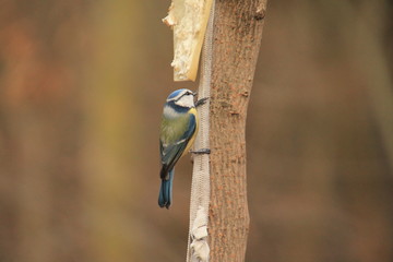 blue tit