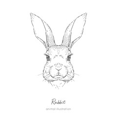 Symmetrical Vector portrait illustration of rabbit farm animal Hand drawn ink realistic sketching isolated on white. Perfect for agriculture farm logo branding design.