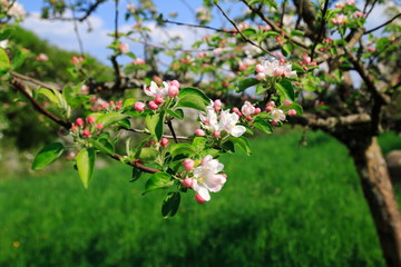 Apfelblüte, Blüte am Apfelbaum im öffentlichen Obstgut Baden-Baden Lichtental
