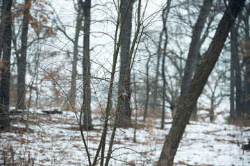 winter forest landscape