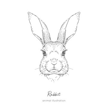 Symmetrical Vector portrait illustration of rabbit farm animal Hand drawn ink realistic sketching isolated on white. Perfect for agriculture farm logo branding design.