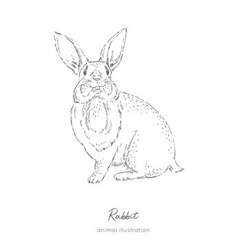 Vector illustration of rabbit farm animal. Hand drawn ink realistic sketching isolated on white. Perfect for agriculture farm logo branding design.