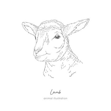photo Outline Face Sheep Head https stock adobe com sk images vector portrait illustration of lamb farm animal hand drawn ink realistic sketching isolated on white perfect for agriculture farm logo branding design 245605946 start checkout 1 content id 245605946