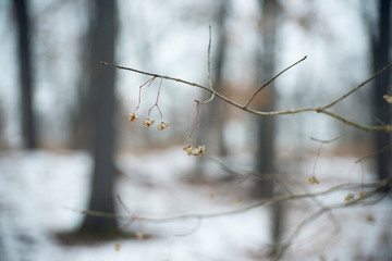 winter forest landscape