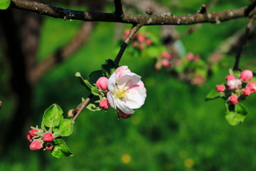 Apfelblüte, Blüte am Apfelbaum im öffentlichen Obstgut Baden-Baden Lichtental