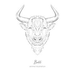 Symmetrical Vector portrait illustration of bull farm animal Hand drawn ink realistic sketching isolated on white. Perfect for agriculture farm logo branding design.