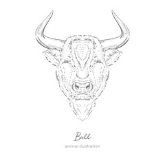 Fototapeta premium Symmetrical Vector portrait illustration of bull farm animal Hand drawn ink realistic sketching isolated on white. Perfect for agriculture farm logo branding design.