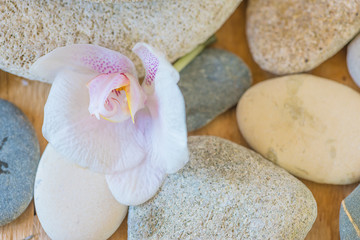 Fototapeta na wymiar Pink orchid flower and sea stones background