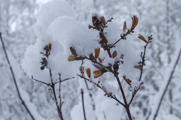 заснеженная ветка дерева на фоне снега