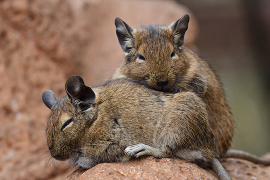 Portrait of a pair of common degu (octodon degus)