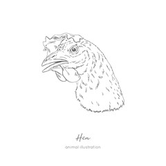 Side view Vector portrait illustration of hen chicken bird. Hand drawn ink realistic sketching isolated on white. Perfect for agriculture farm logo branding design.