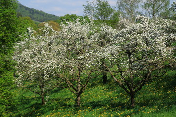 Fototapeta na wymiar Apfelblüte, Blüte am Apfelbaum im öffentlichen Obstgut Baden-Baden Lichtental