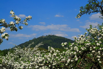 Apfelblüte, Blüte im öffentlichen Obstgut Baden-Baden Lichtental, mit Blick auf den Hausberg Merkur