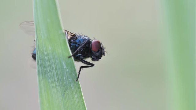 Hygiene Sch&auml;dling: Eine blaue Schmei&szlig;fliege an einem Grashalm