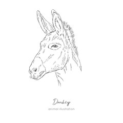 Side view Vector portrait illustration of donkey farm animal Hand drawn ink realistic sketching isolated on white. Perfect for agriculture farm logo branding design.