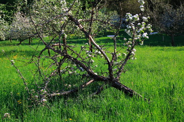 Apfelblüte, Blüte am Apfelbaum im öffentlichen Obstgut Baden-Baden Lichtental