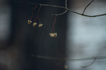 berries in a winter forest
