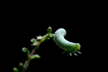 Green caterpillar on  the flower stalk.