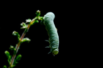 Green caterpillar on  the flower stalk.