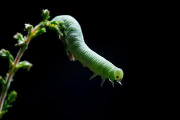 Green caterpillar on  the flower stalk.