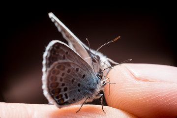 Plebeius idas. Butterfly wedding dance on the hand