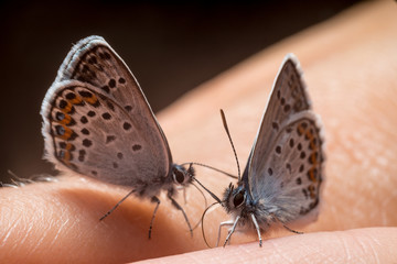 Plebeius idas. Butterfly wedding dance on the hand