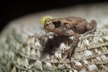 Frog on the sand covered with spruce needles
