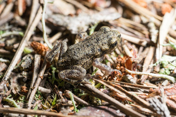 Frog on the sand covered with spruce needles
