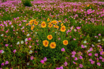 Wildflower Field