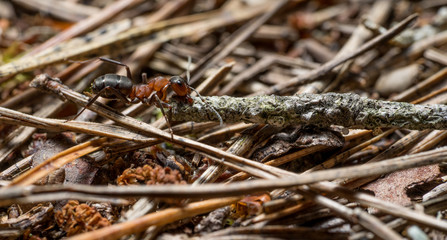Formica. Ant drags the branch and thorns for anthill.