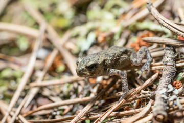Frog on the sand covered with spruce needles