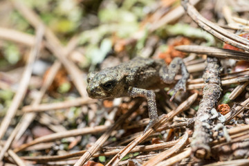 Frog on the sand covered with spruce needles