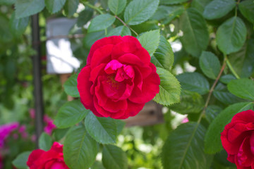 Rose red