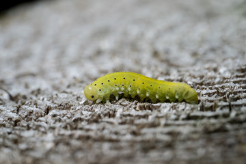 Green caterpillar with a black spots, wooden background.