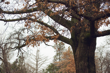 large oak tree in autumn